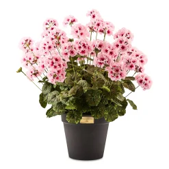 Pink Geranium Urn Filler