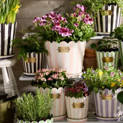 Rosy Stripe Pots & Saucers, Set of 3