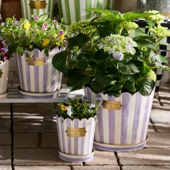 Violet Stripe Pots & Saucers, Set of 3